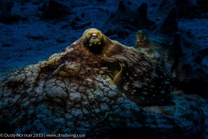 "Spot Light" 
An Octopus protecting his prized conch she... by Dusty Norman 